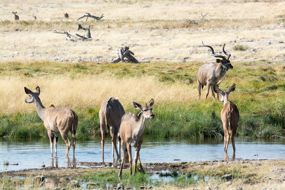 Etosha South, Namibia: Scenic landscape with black-faced impalas grazing amidst the natural beauty.