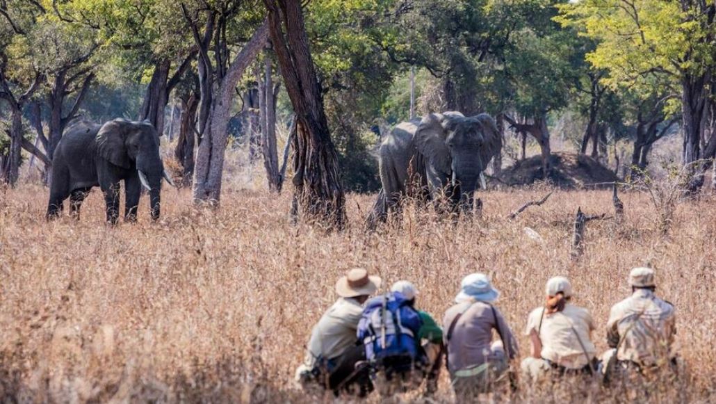 Group of travelers observing two adult elephants in North Luangwa National Park, Zambia.