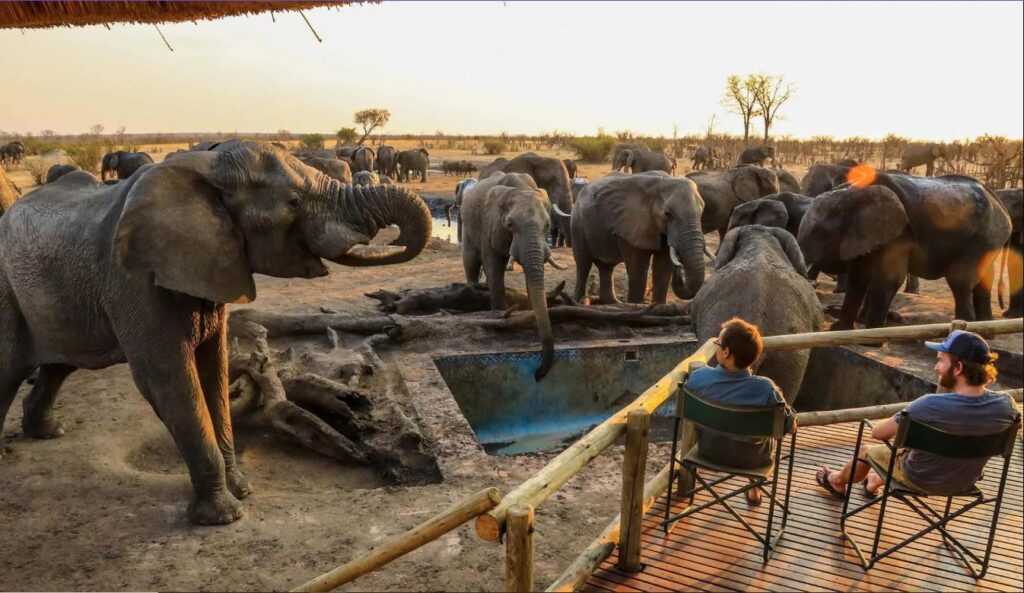 Two travelers sitting in chairs near a group of adult elephants separated by a fence in Hwange National Park, Zimbabwe.