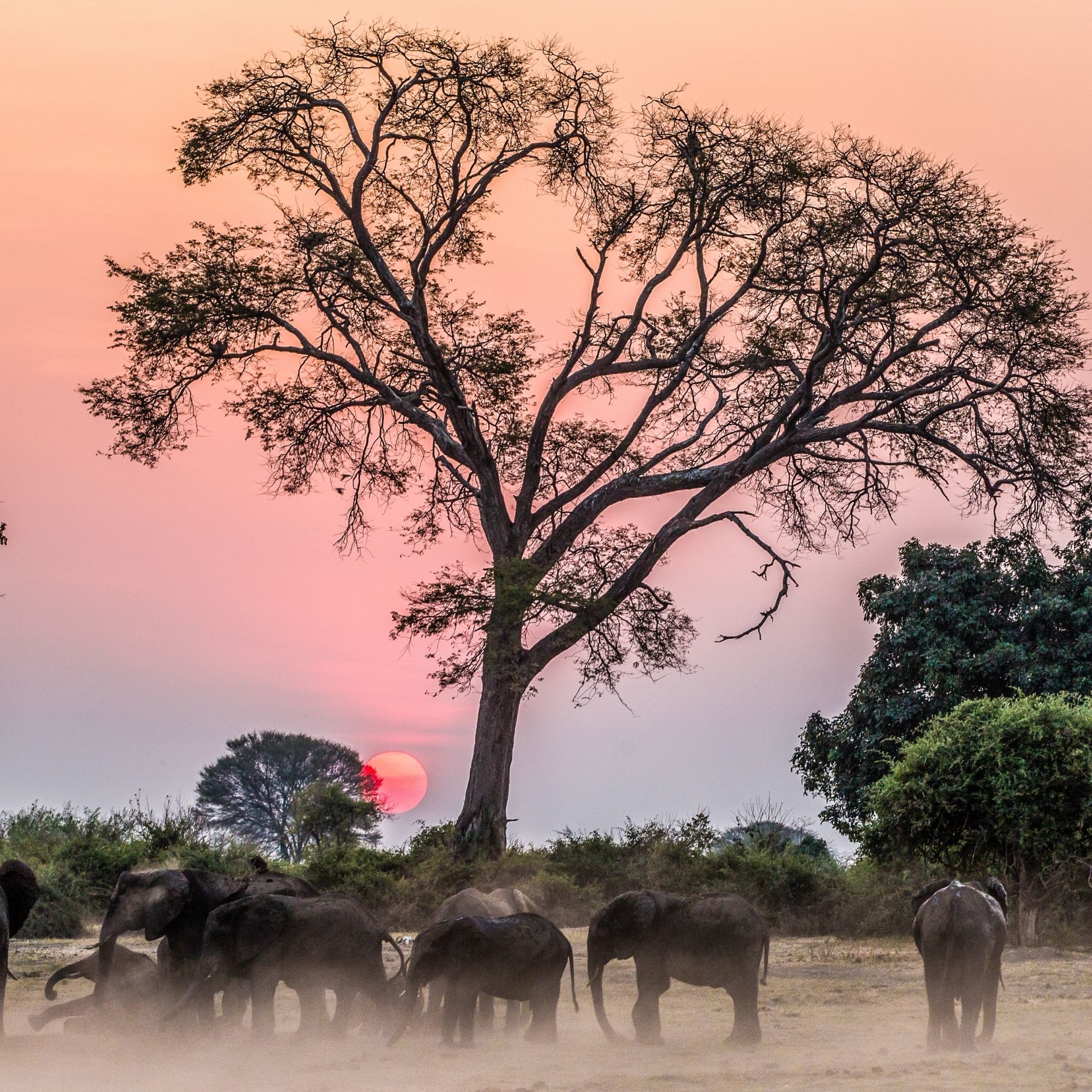 A group of elephants walking in the golden glow of sunset in Zimbabwe, creating a serene and picturesque wildlife scene.
