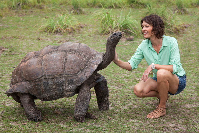 Seychelles Islands: A close-up of a huge adult tortoise basking in its natural habitat.