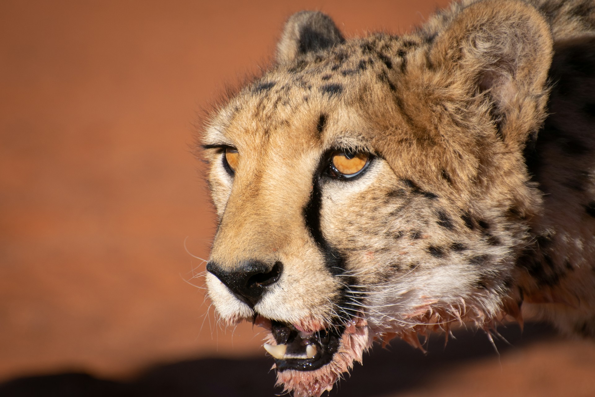 Kalahari, Namibia – Cheetah with blood on its mouth, showcasing a powerful wildlife moment.