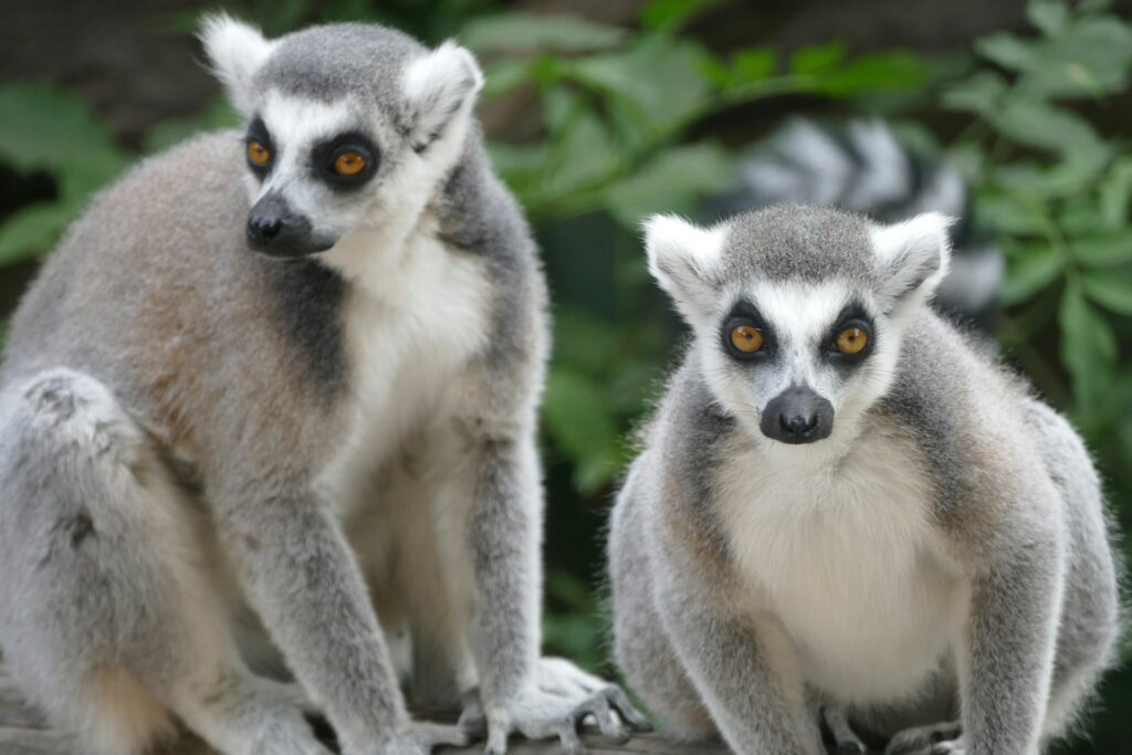 Antananarivo: Playful Lemurs in Their Natural Habitat