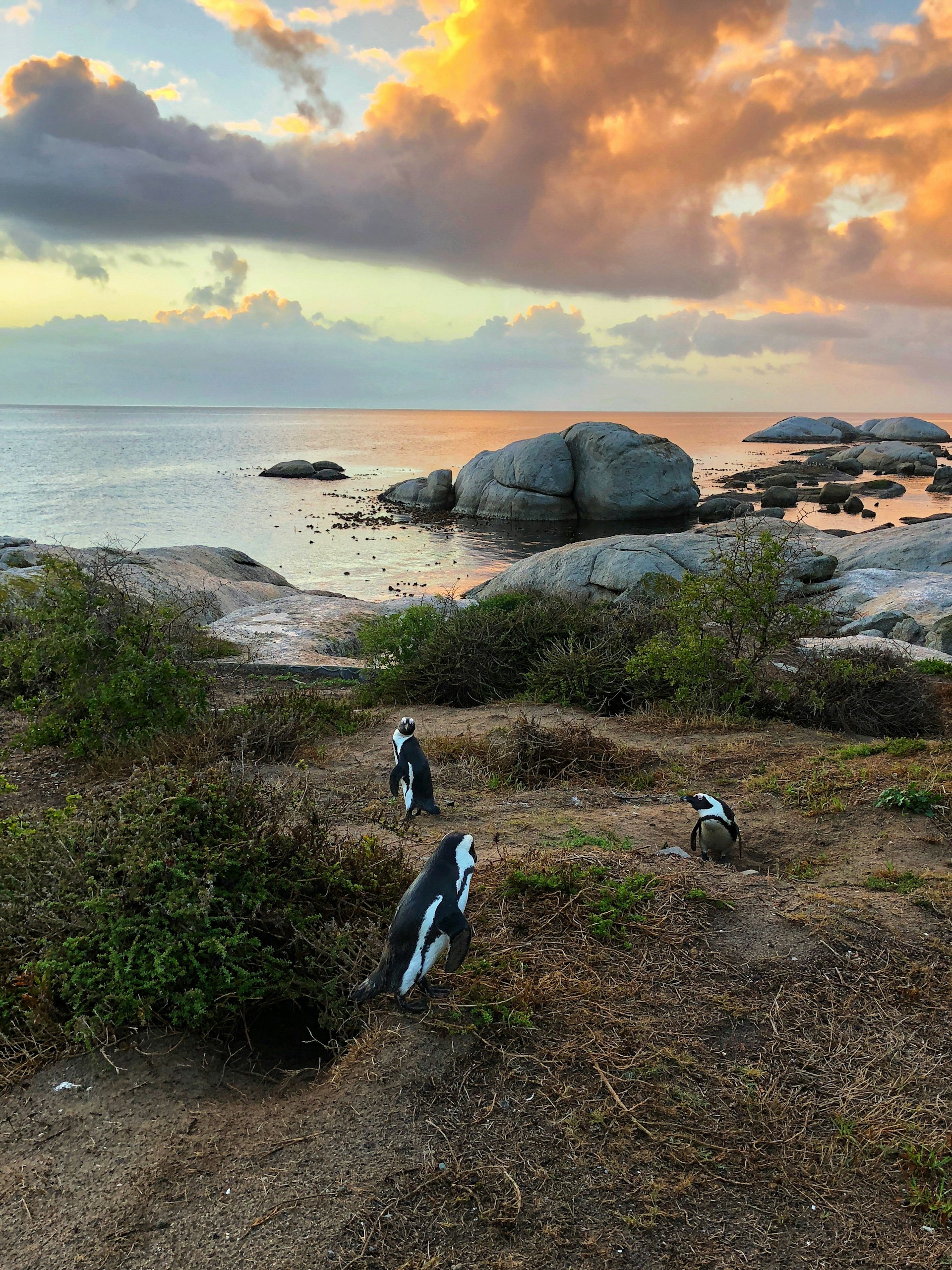 Cape Town, South Africa: A delightful group of penguins gathered on a pristine beach, embodying the region's unique wildlife charm.
