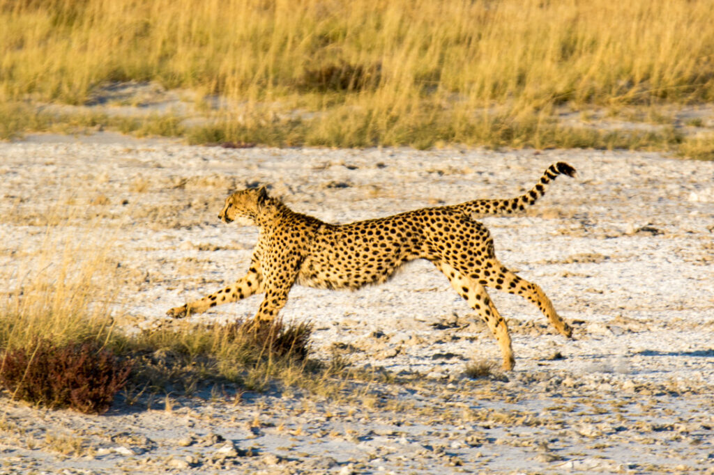 Etosha East, Namibia: A majestic cheetah in the desert landscape, showcasing the region's incredible wildlife.