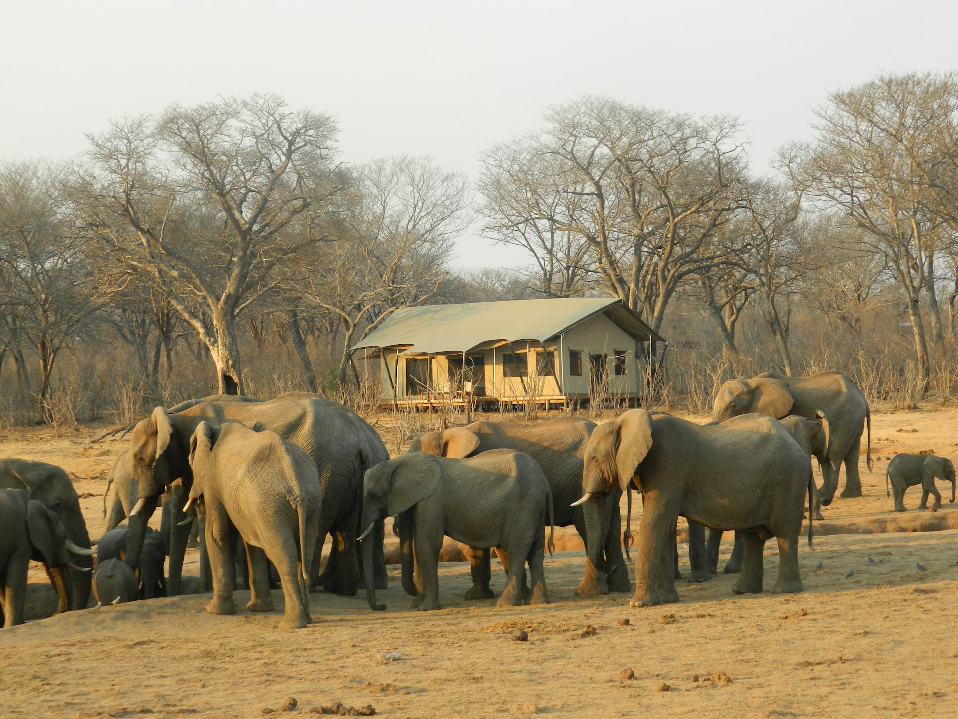 A group of elephants in Hwange National Park, Zimbabwe, captured in their natural habitat.