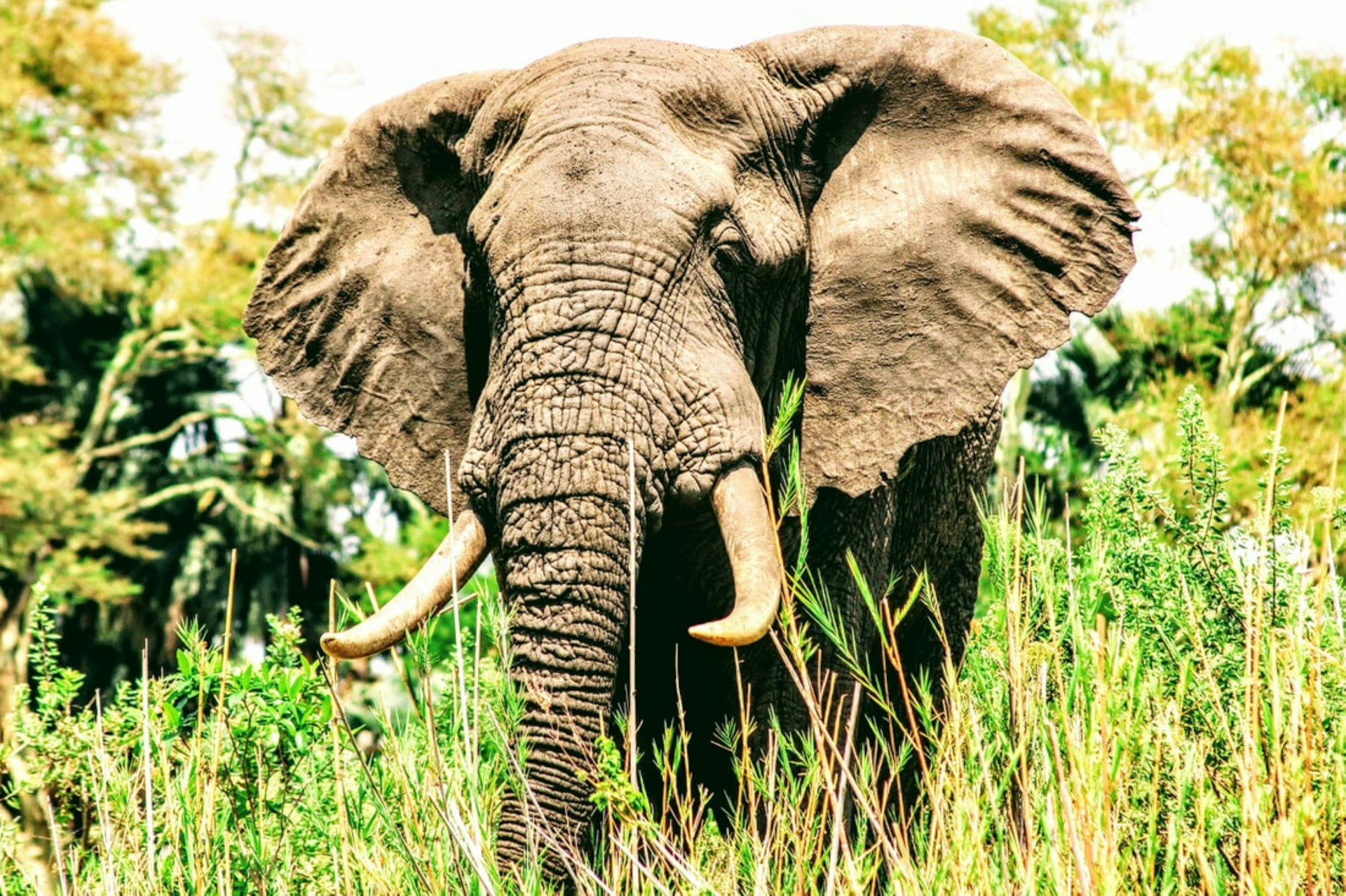 Liwonde National Park: A Majestic Elephant Amidst Malawi's Wilderness