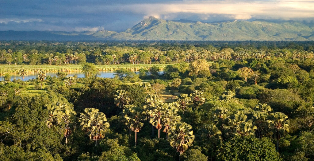 Liwonde National Park: Stunning green landscapes in Malawi, capturing the essence of natural beauty and tranquility.