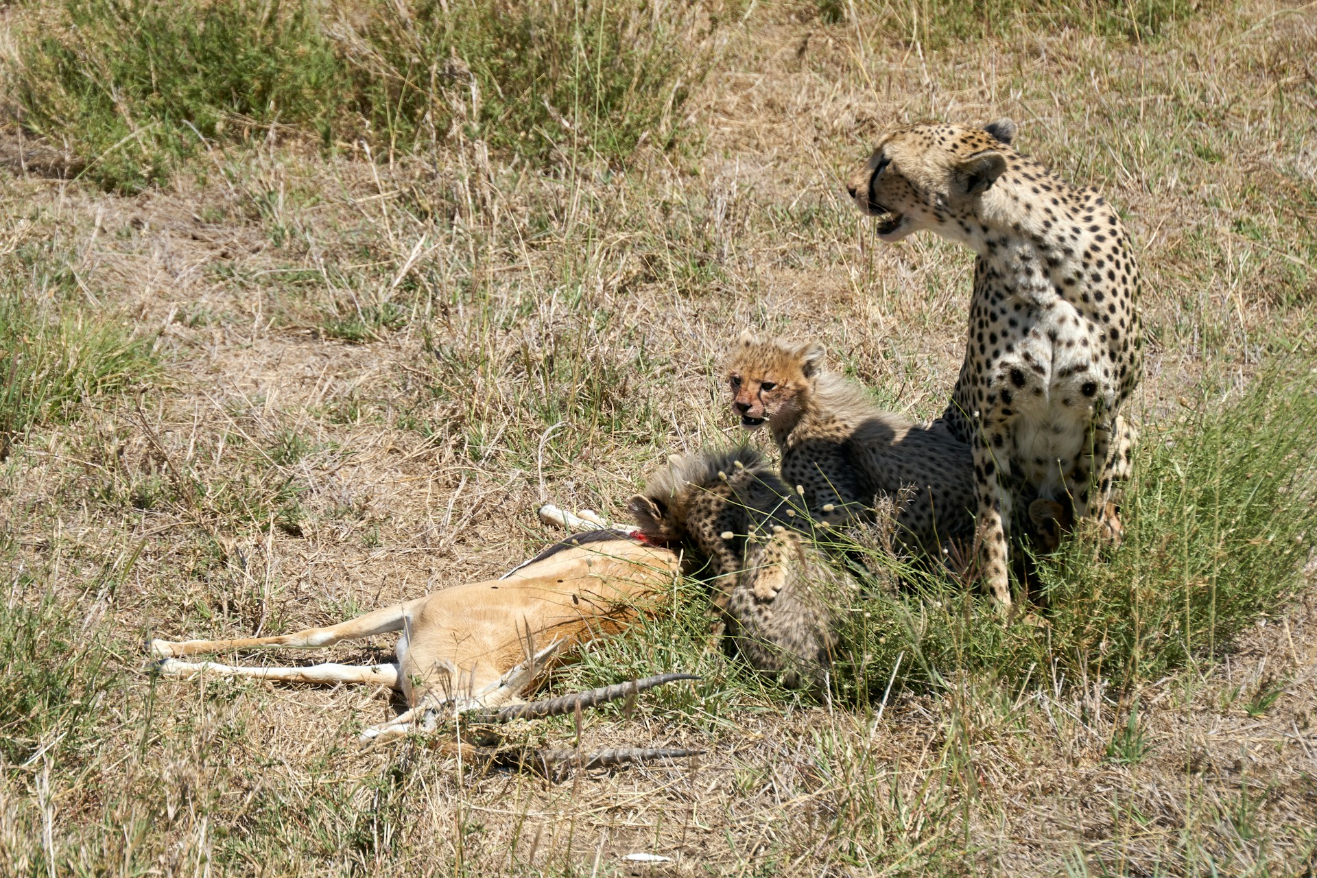 Cheetah and her cubs feeding on an impala in Tanzania's wild landscapes, showcasing the raw beauty of nature.