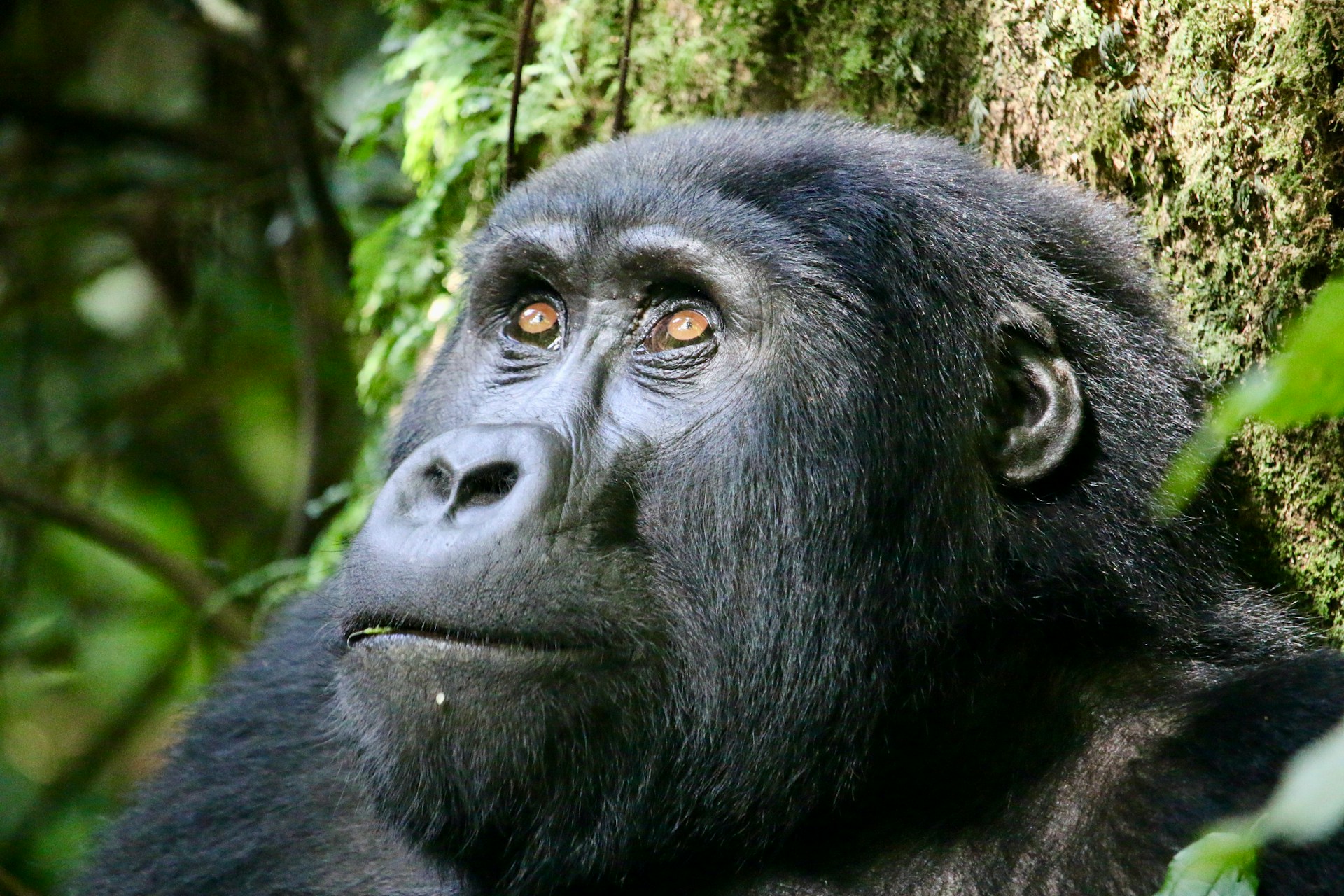 Uganda - Mountain Gorilla in their natural habitat, showcasing the rich wildlife of Uganda.