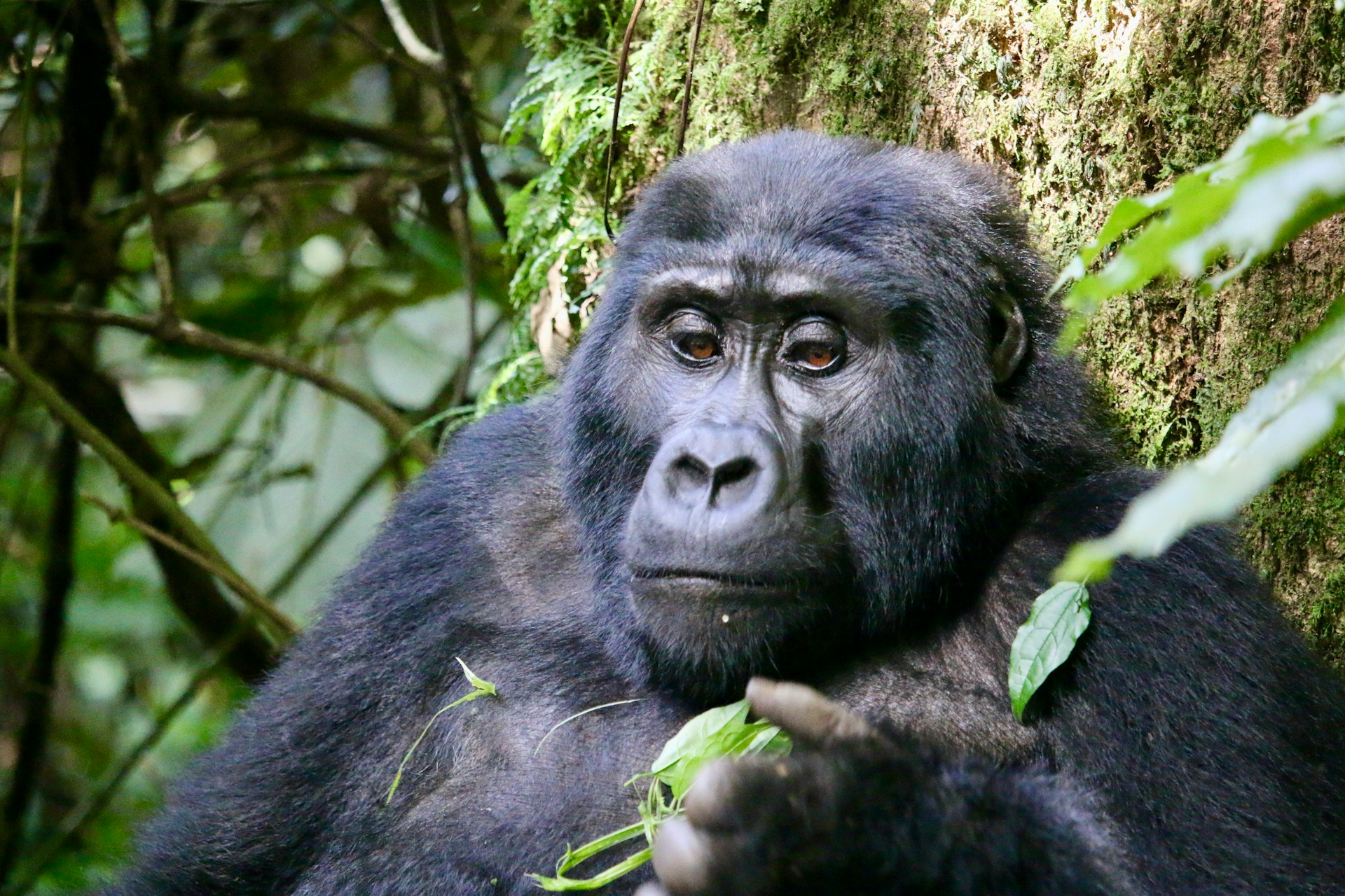 Bwindi Impenetrable Forest National Park, Uganda – Mountain gorilla in its natural habitat