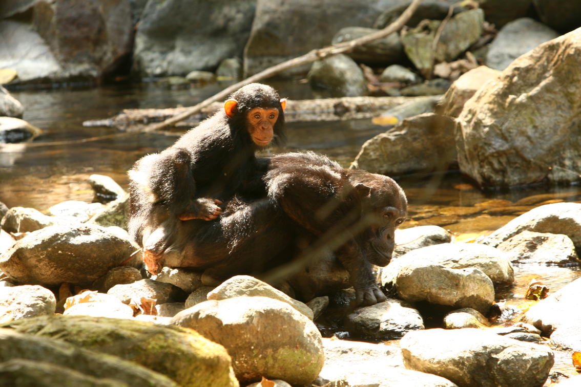 Mother chimpanzee carrying her baby in her back in Gombe Stream National Park, Tanzania
