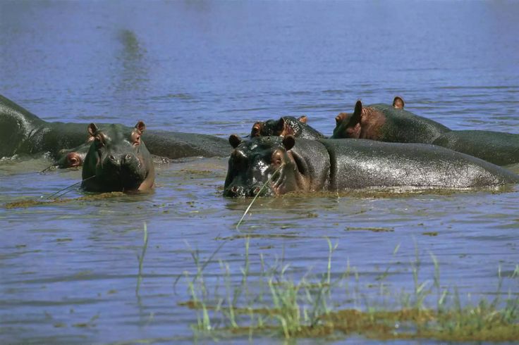 Lake Kariba, Zimbabwe: A group of hippos with their heads peeking above the water in a serene lake setting.