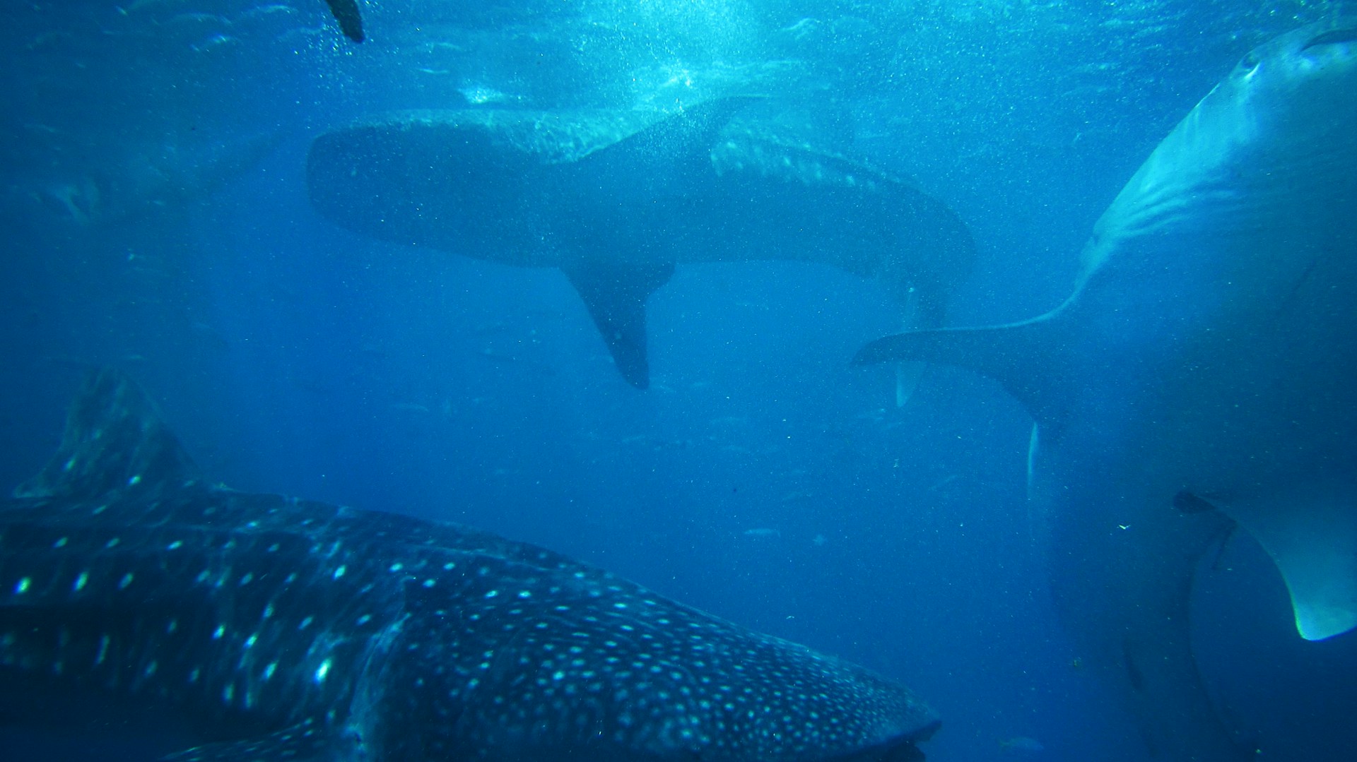 Tofo Beach, Mozambique: A group of whale sharks swimming in the crystal-clear waters, showcasing the vibrant marine life that makes this destination a must-visit for ocean enthusiasts.