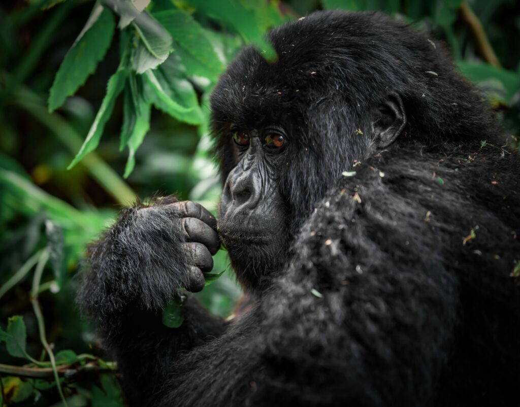 Rwanda - A heartwarming image of a baby gorilla in the wild, highlighting Rwanda's rich wildlife and conservation efforts.
