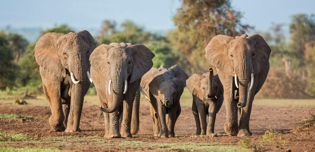 Masai Mara National Reserve: A majestic group of elephants gracefully moving through the savannah, showcasing the park’s iconic wildlife and stunning landscapes.
