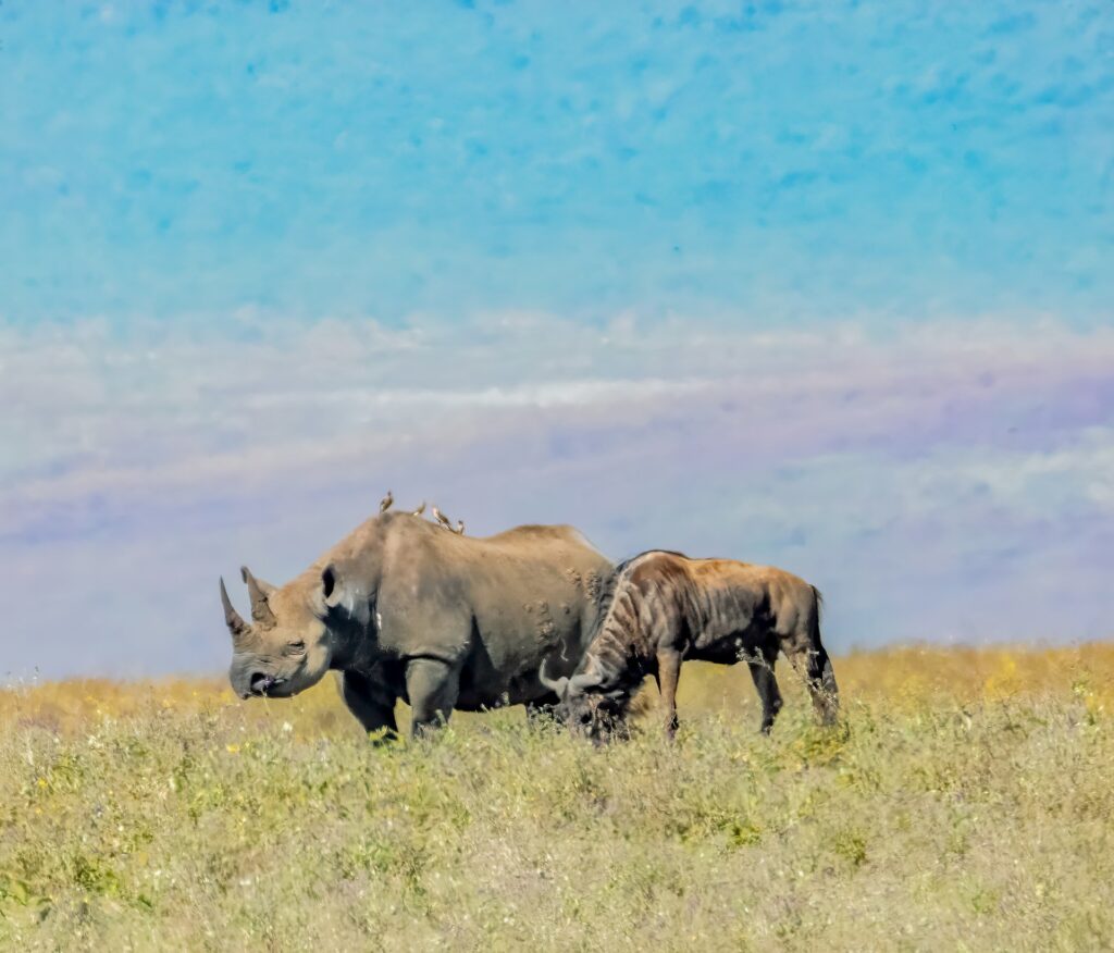 Ngorongoro Crater, Tanzania – a rhino and a wildebeest standing peacefully in the tall grass, showcasing the park's unique wildlife and stunning natural habitat.
