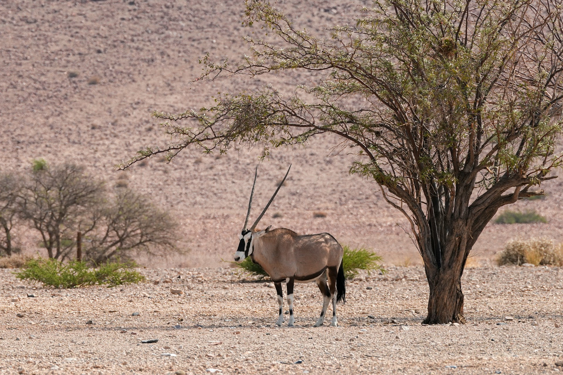 Kalahari, Namibia: Oryx in the vast desert landscape