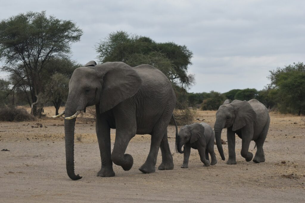 Tanzania, home to a mother elephant with her two baby elephants, highlighting the incredible wildlife and family bonds found in the country's diverse safari destinations.