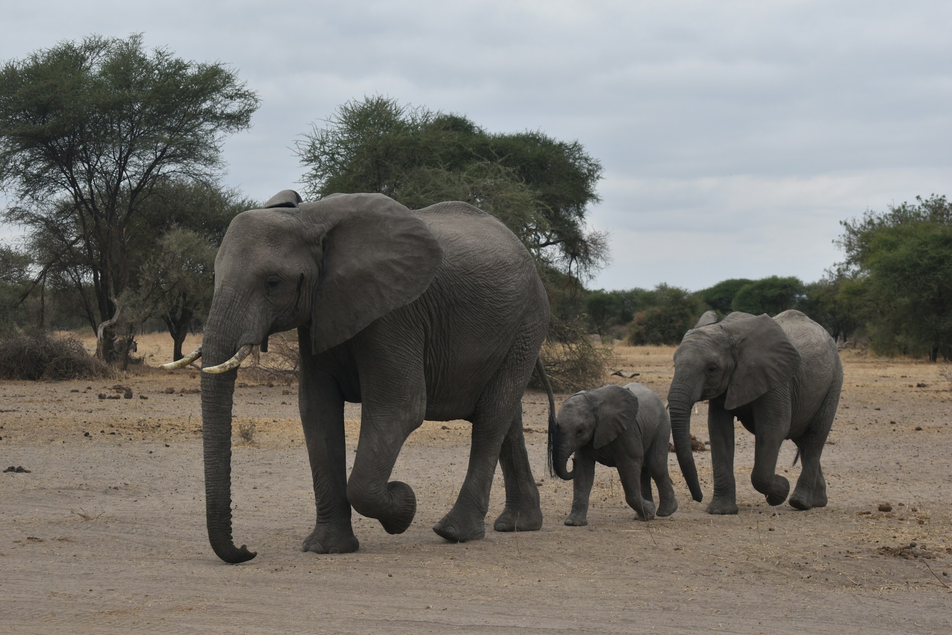 Tanzania, home to a mother elephant with her two baby elephants, highlighting the incredible wildlife and family bonds found in the country's diverse safari destinations.