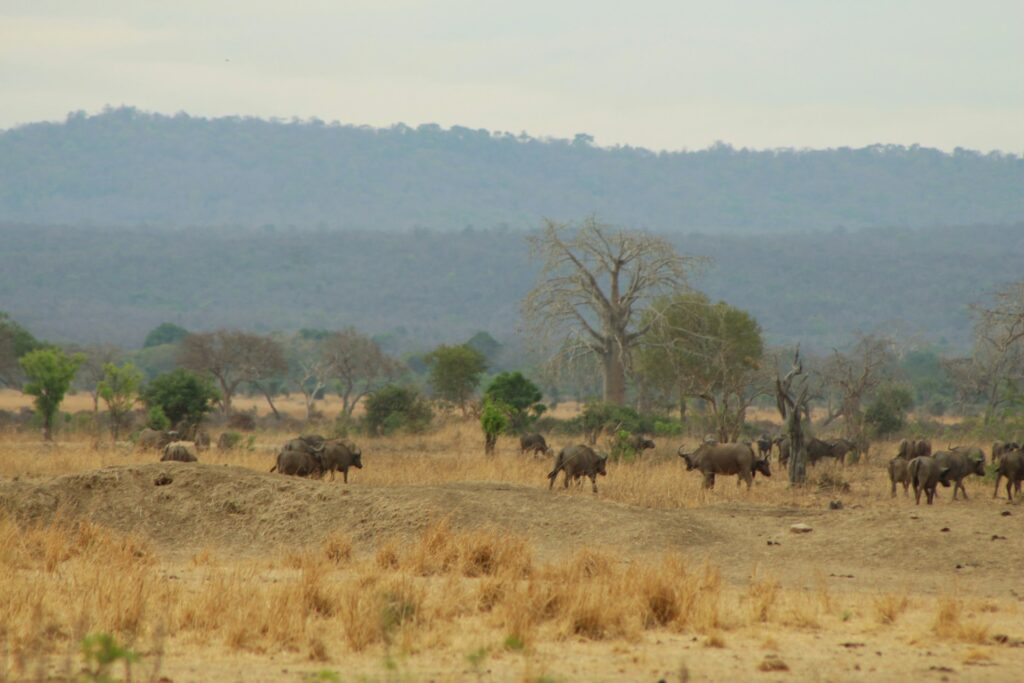 Mikumi National Park, Tanzania - a stunning landscape with a herd of buffalos grazing in the open savanna, showcasing the park's natural beauty and diverse wildlife.