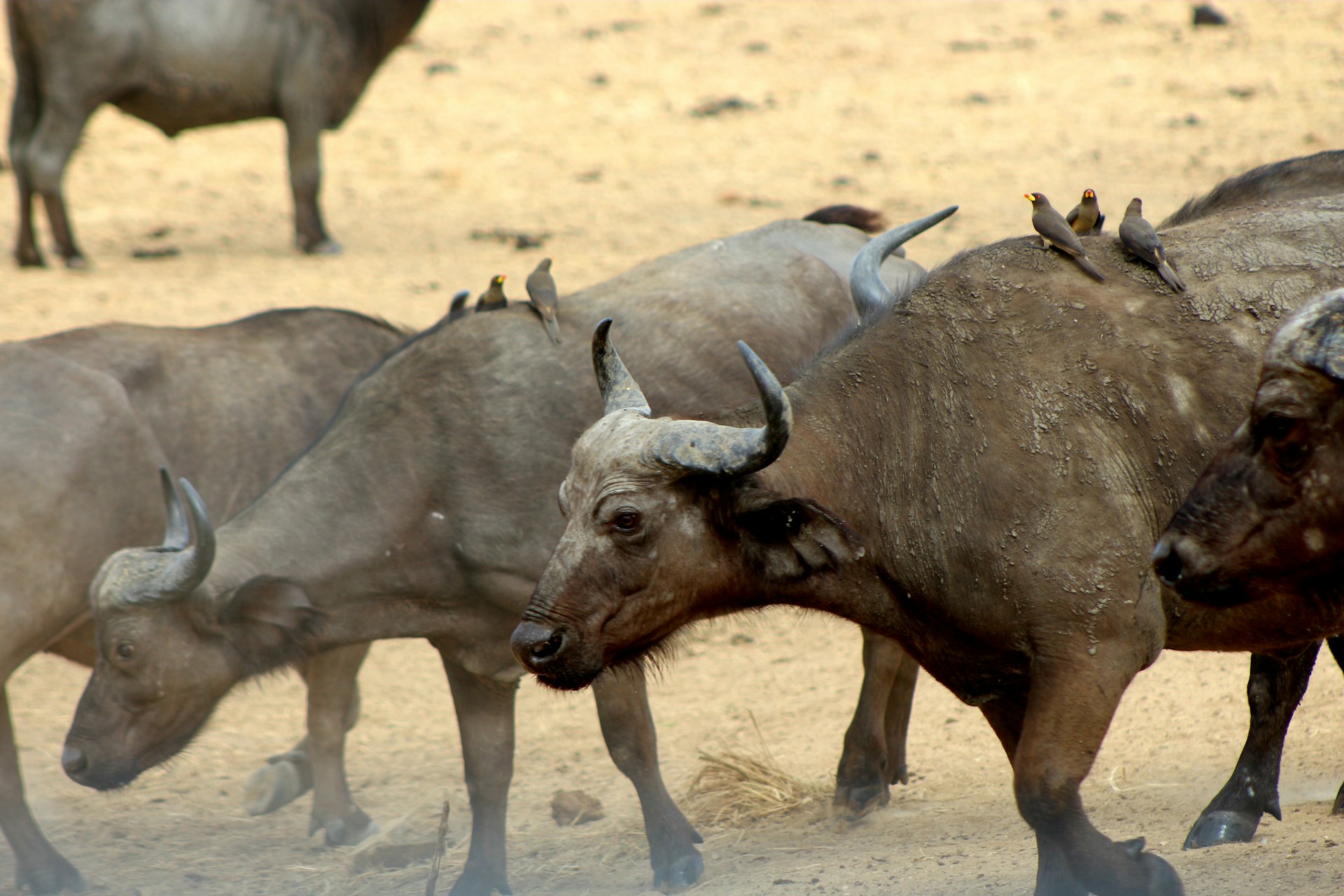 Mikumi National Park, Tanzania - Herd of buffalos grazing in the open savanna, showcasing the park's natural beauty and diverse wildlife.