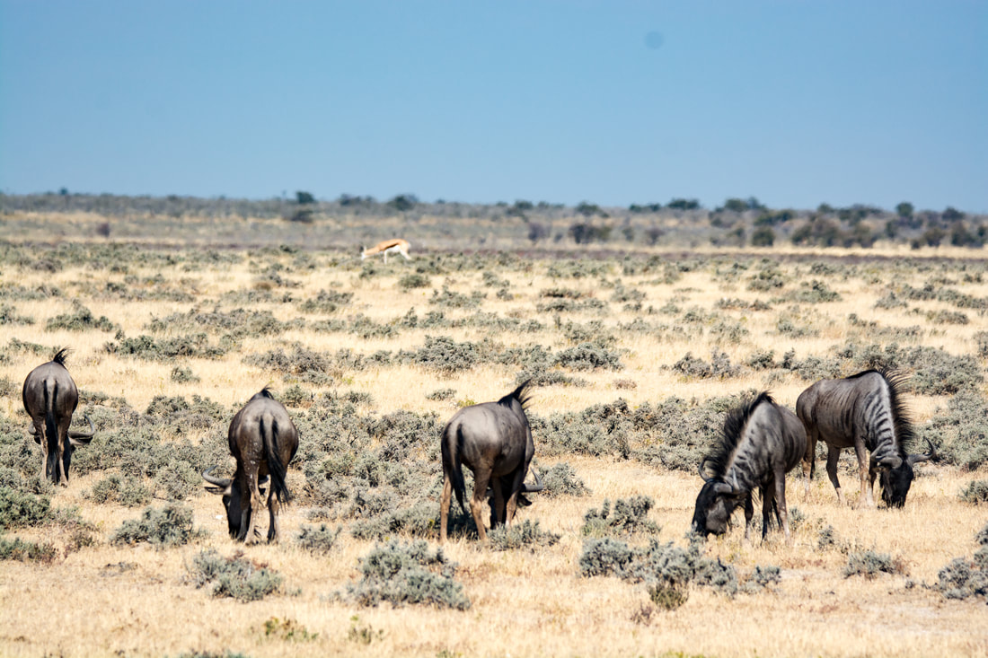 Etosha, Namibia: A stunning landscape with a herd of wildebeest roaming the plains.