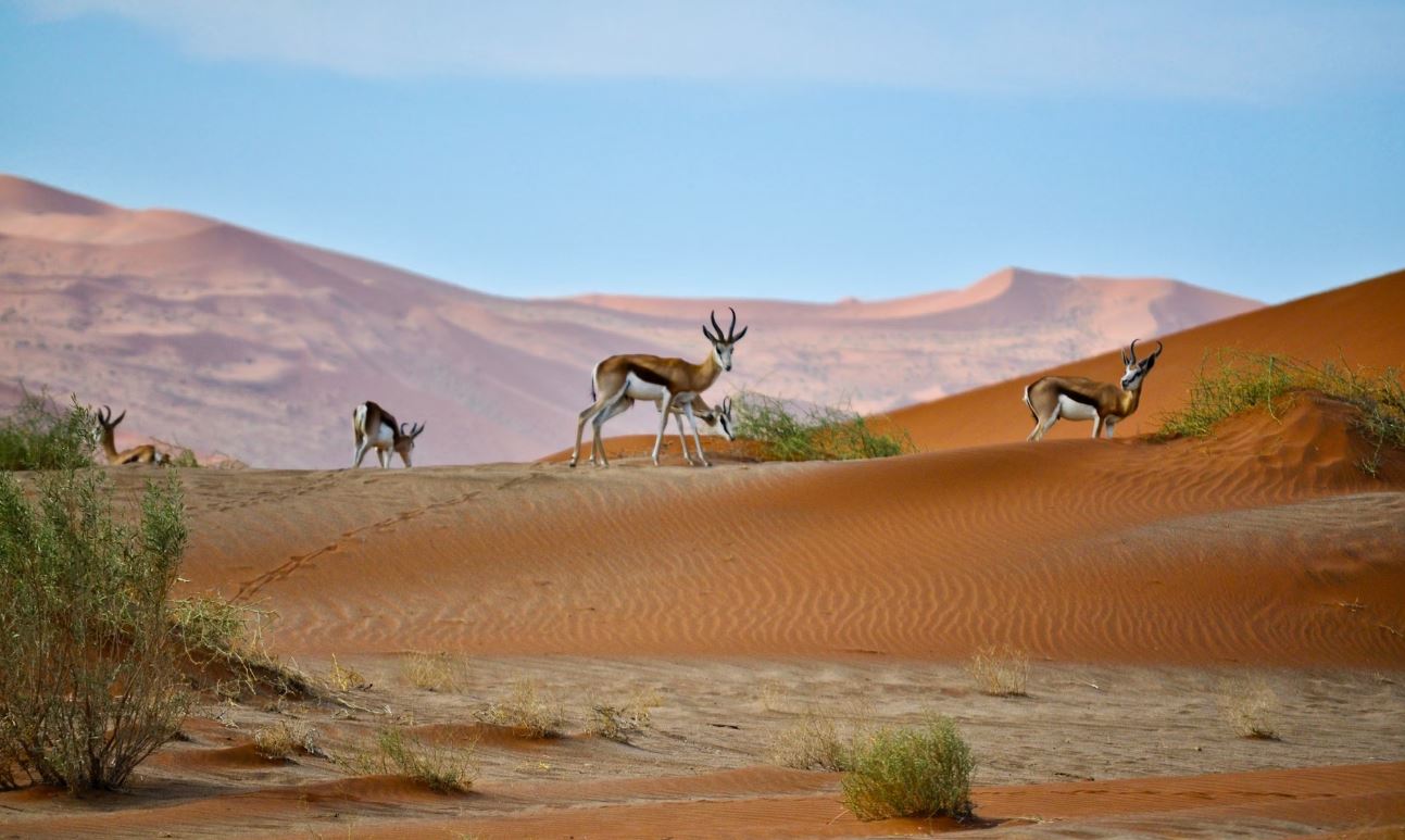 Namibia Desert: A deer gracefully roaming the vast desert landscape of Namibia