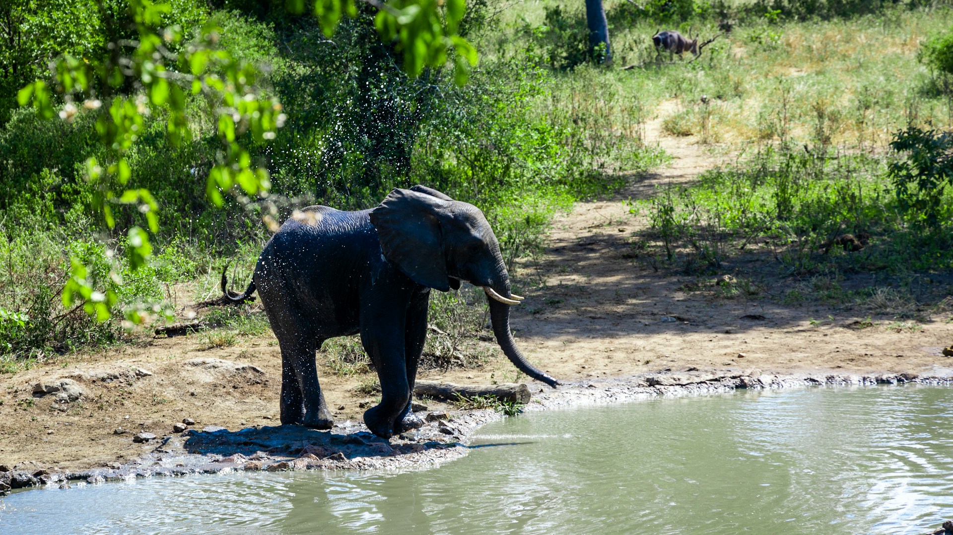 Majete Wildlife Reserve - A baby elephant exploring the wilderness in Malawi