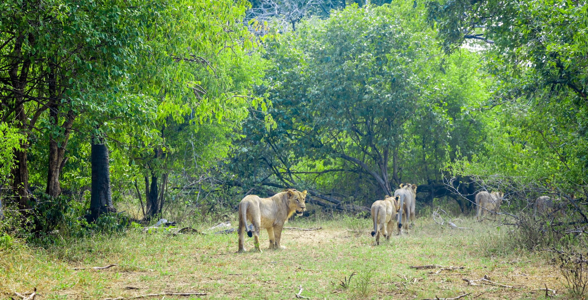 Majete Wildlife Reserve: Green landscape with lionesses roaming freely in Malawi.