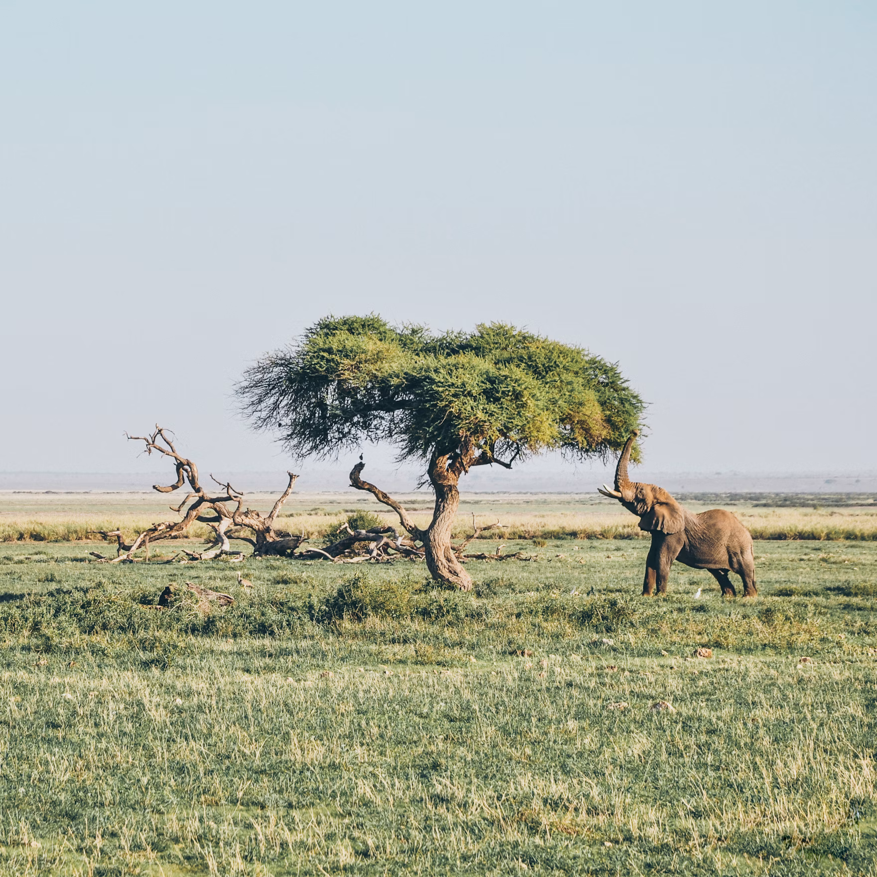 Amboseli National Park: A breathtaking landscape with an elephant gracefully roaming the plains, framed by the stunning backdrop of Mount Kilimanjaro, offering a glimpse of the park’s wildlife and natural beauty.
