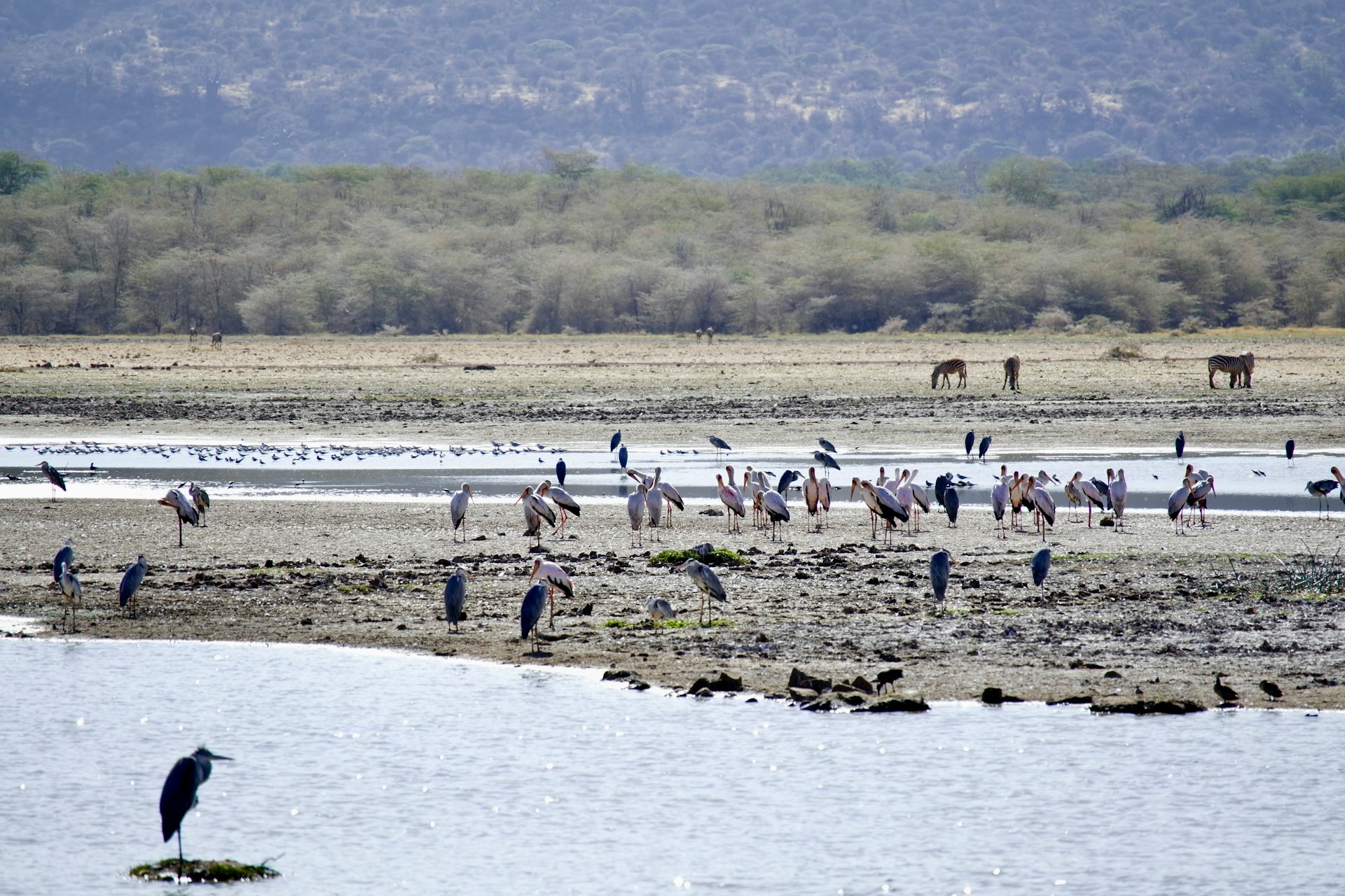 Lake Manyara National Park, Tanzania – Flock of birds standing by the water