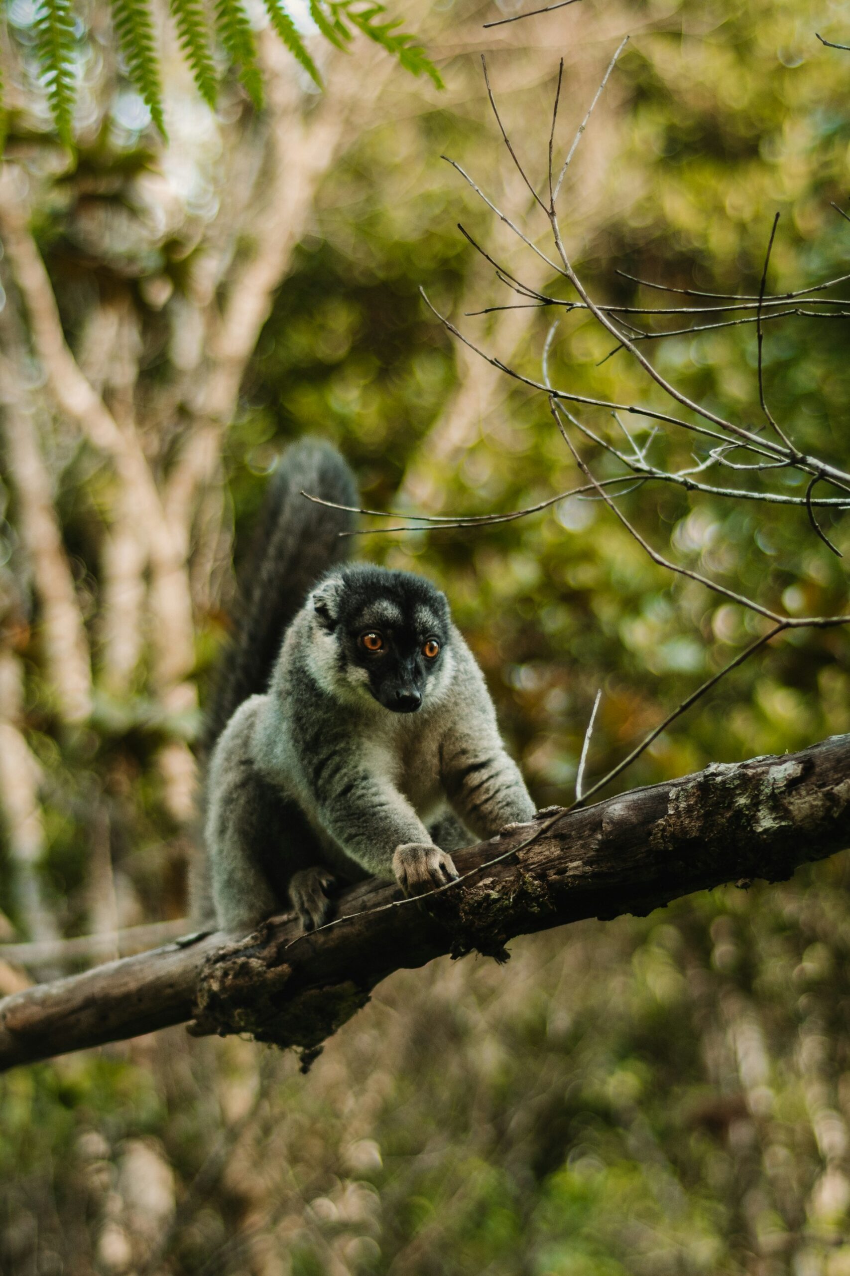 Madagascar: A charming herd of lemurs in their natural habitat, highlighting the unique wildlife and biodiversity of this remarkable island.
