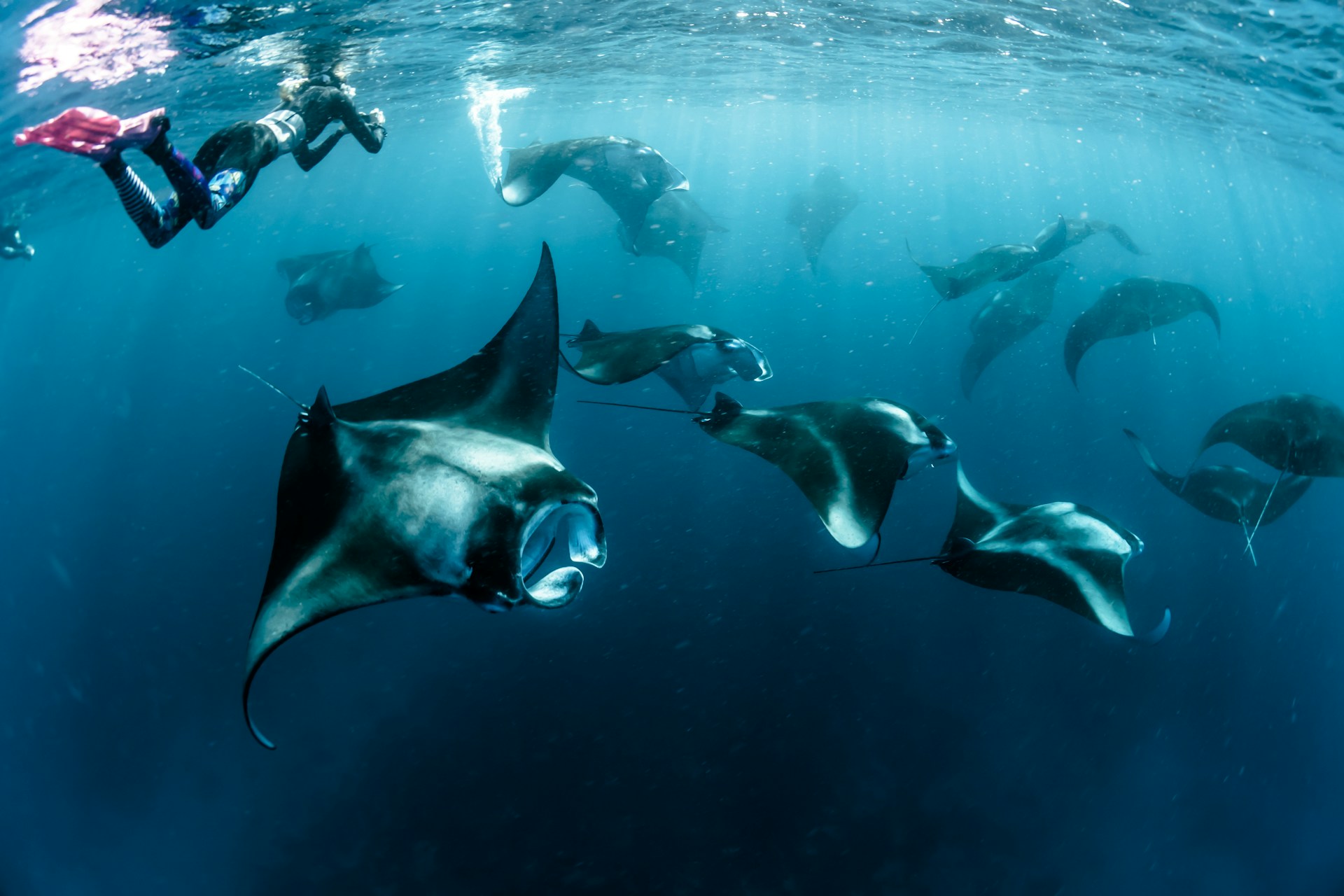 Mexico - A group of giant Pacific mantas swimming gracefully with scuba divers, highlighting the rich marine life and underwater beauty.