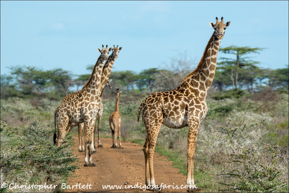 Nyerere National Park, Tanzania – a group of giraffes gracefully grazing in the expansive savannah, highlighting the park's diverse wildlife and natural beauty.