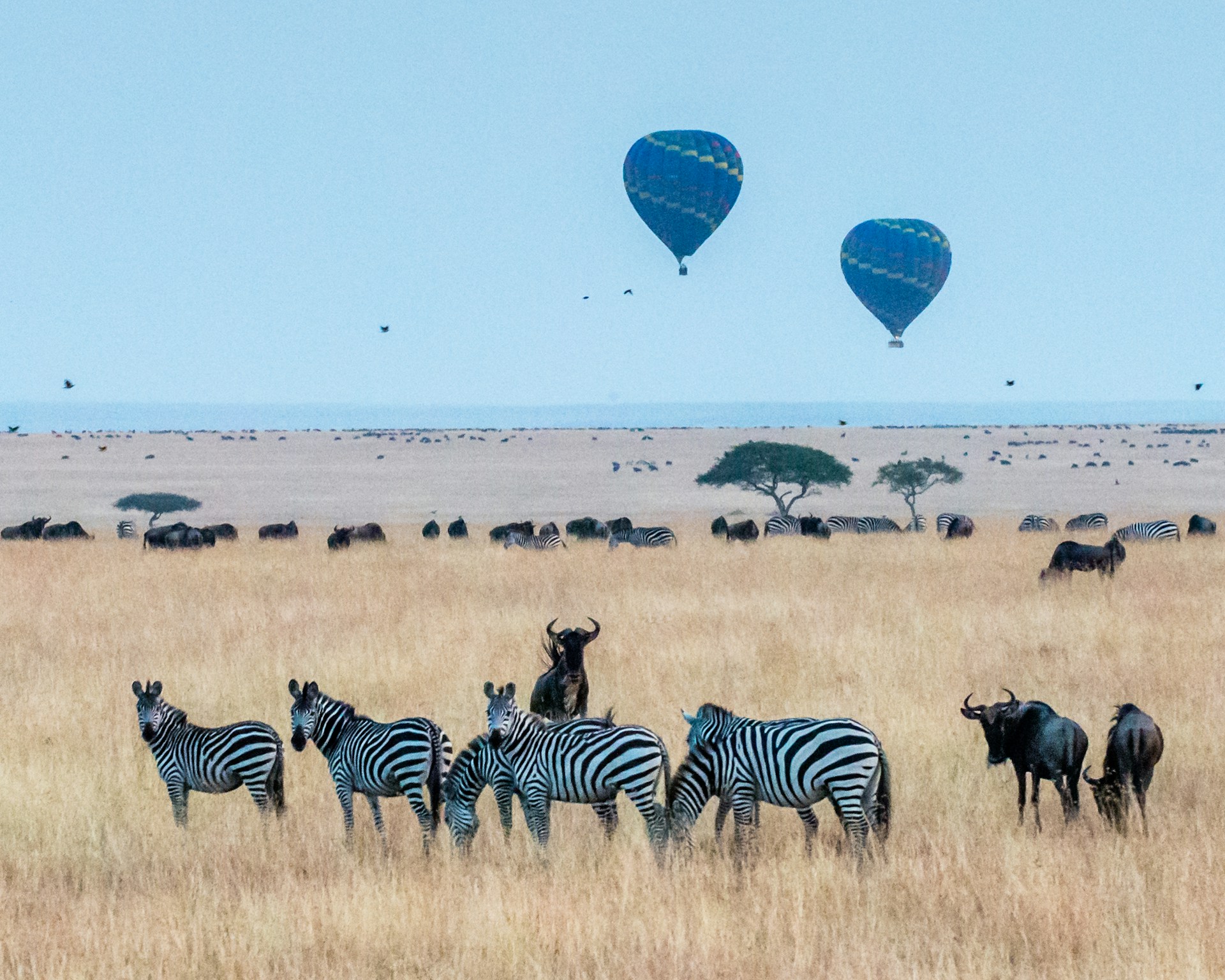 Kenya: A stunning landscape featuring a herd of wildebeest and zebras grazing together, showcasing the vibrant wildlife and natural beauty of the region.