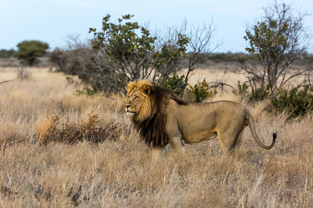 Majestic lion in Central Kalahari Game Reserve, Botswana – showcasing the rich wildlife of this iconic safari destination.