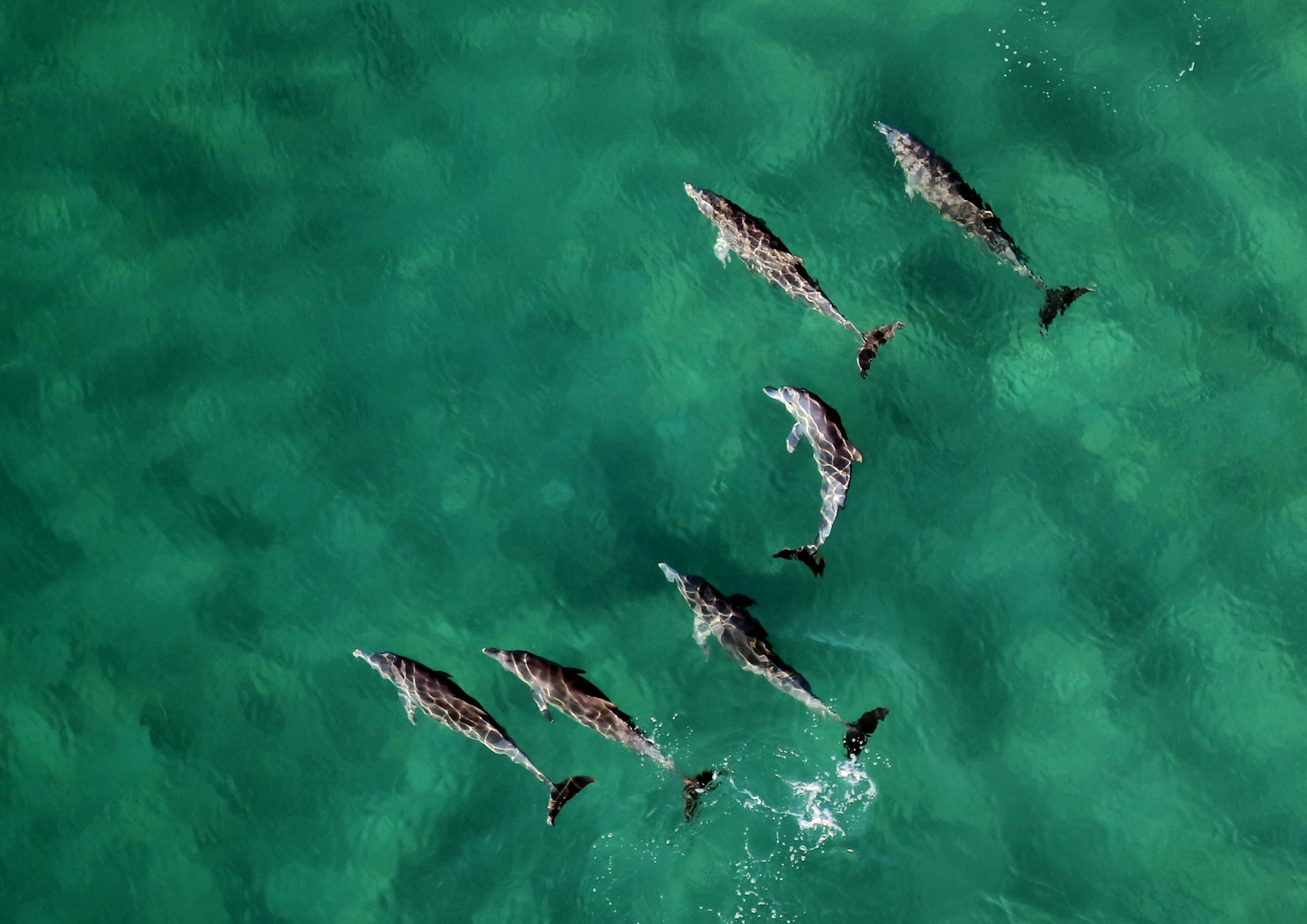 Ponta do Ouro Beach, Mozambique: Group of Dolphins in Crystal Clear Waters