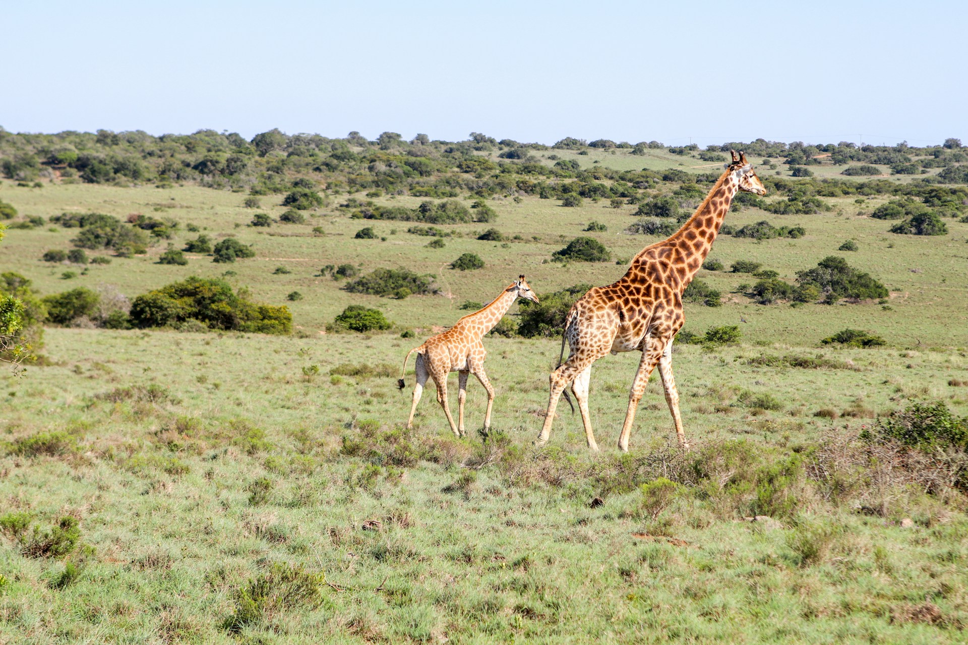 Eastern Cape, South Africa: A group of giraffes grazing peacefully in the vast savannah of Eastern Cape, highlighting the region’s rich wildlife and natural beauty.