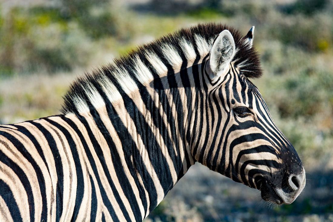 Burchell’s zebra in the picturesque plains of Etosha South, Namibia, showcasing the region's diverse wildlife.