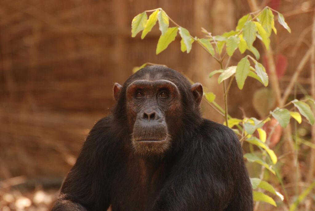 Chimpanzee in Gombe Stream National Park, Tanzania
