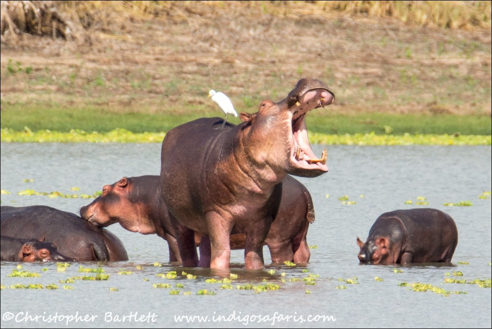 Nyerere hippos
