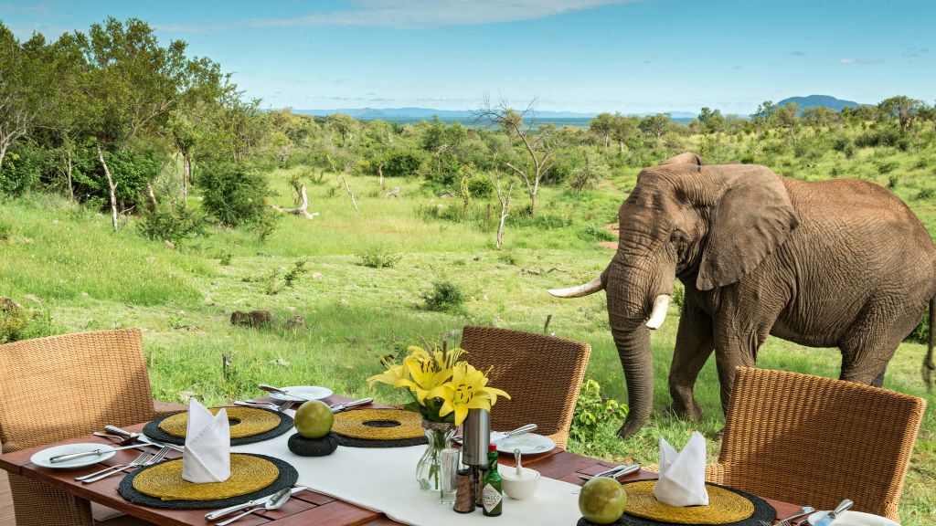 Lunch with an Elephant View