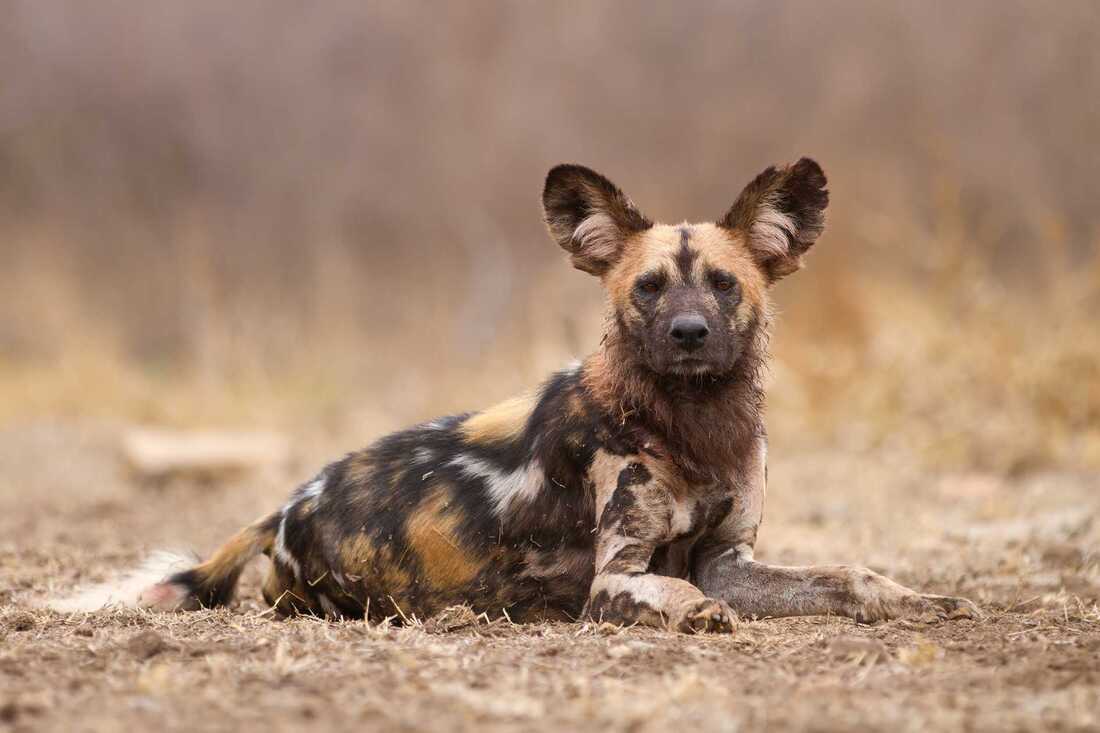 African wild dog lying down in an opening looking at the camera.