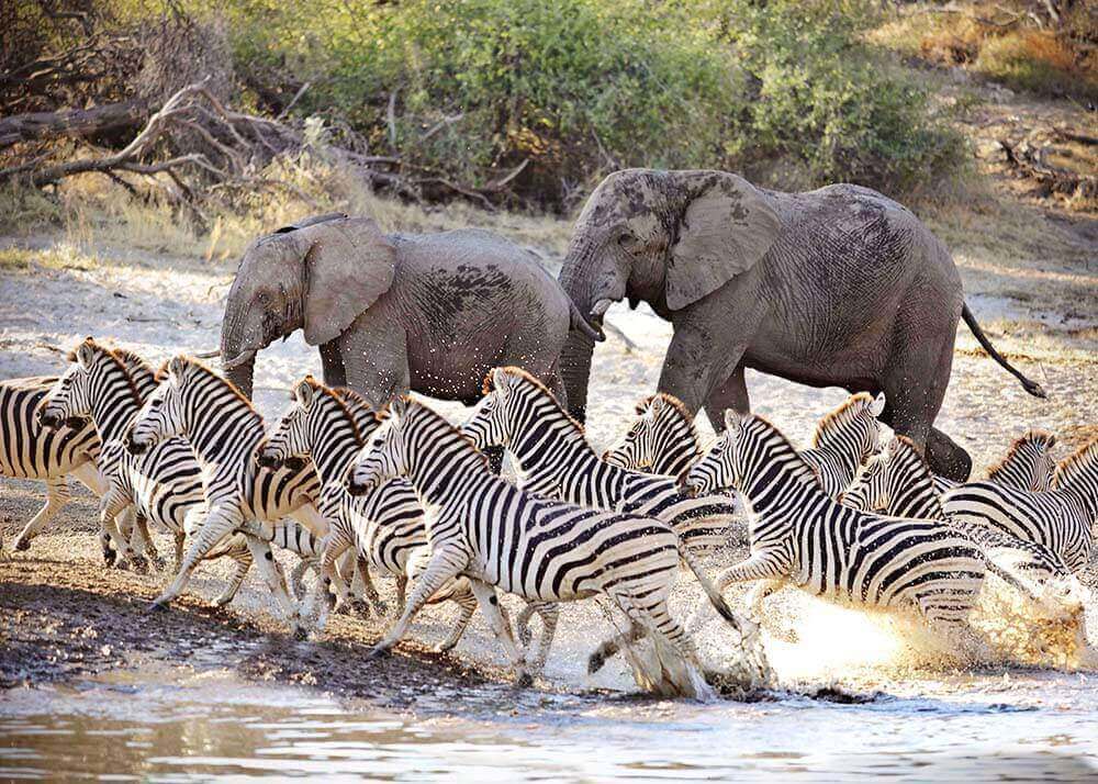 Stunning scene of elephants and zebra migration