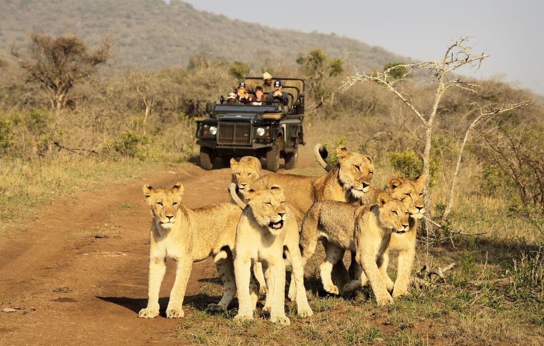 Pride of Lions walking in front of a Safari vehicle. Perfect example for our About Us Page