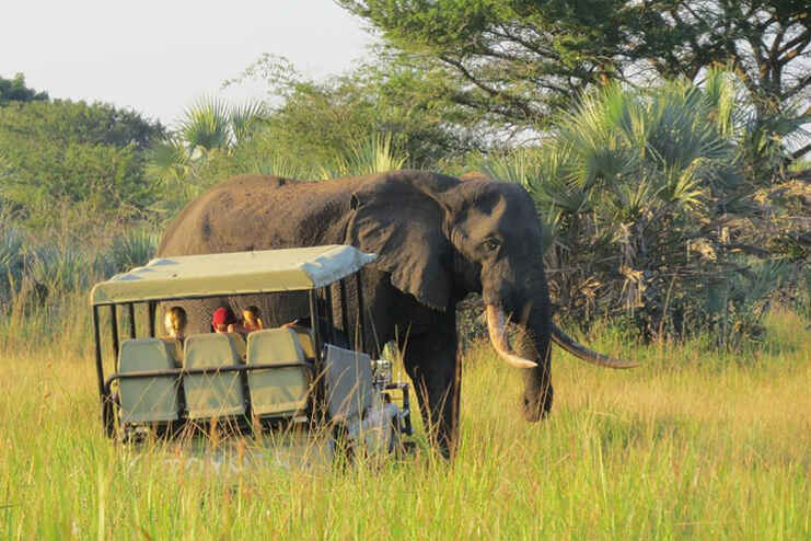 Tembe Elephant Park Tour