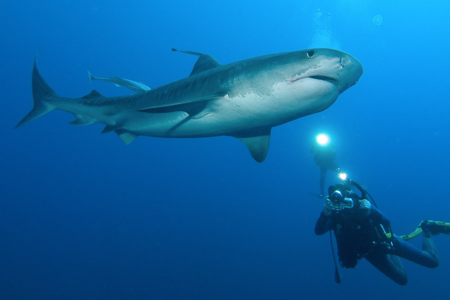 Kwazulu Natal Diving