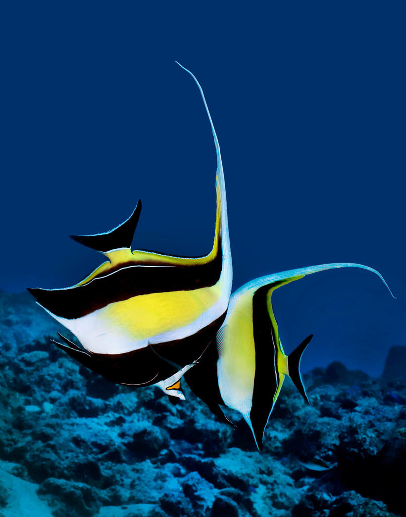Seychelles' Animals and Scenery