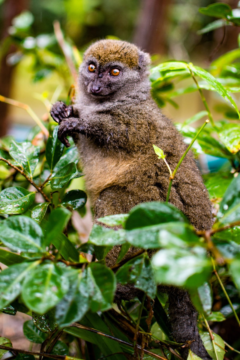 lemur park madagascar